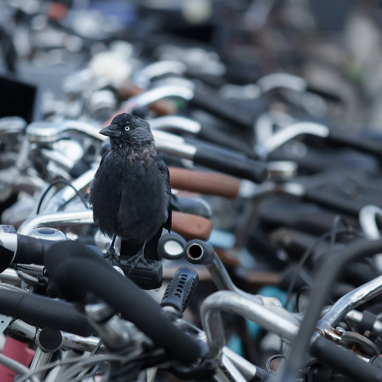 Guidão de bicicleta com uma ave pousada; referência de contexto